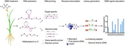 Probing in vivo RNA Structure With Optimized DMS-MaPseq in Rice